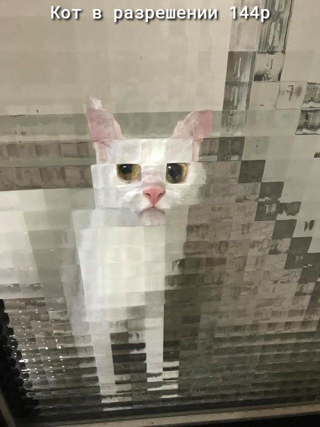 кот в рэзрэшзтш М