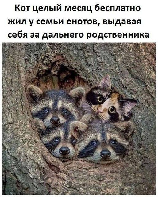 Кот целый месяц бесплатно ЖИЛ у семьи ЕНОТОВ выдавая себя за дальнего РОДСТВЕННИКЗ