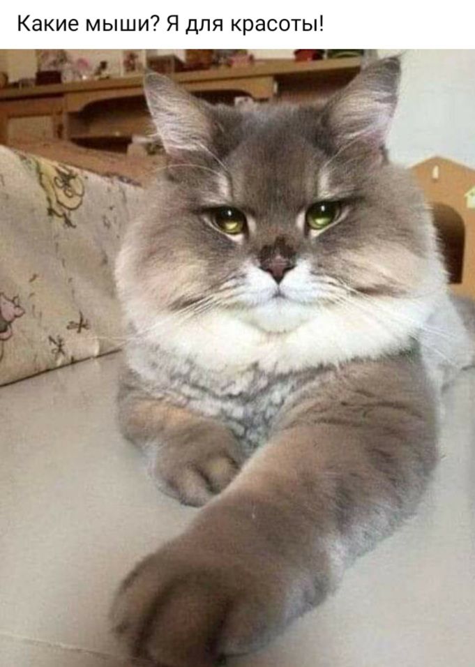 Какие мыши Я для красоты