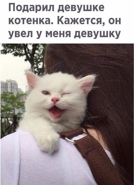 Подарил девушке котенка Кажется он увел у меня девушку