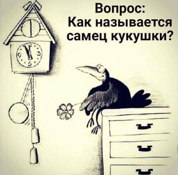 Вопрос 7 Как называется самец кукушки
