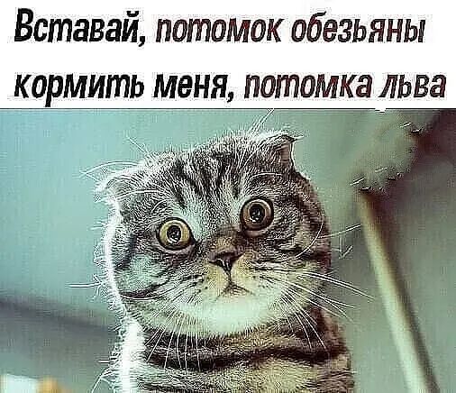 Вставай потомок обезьяны кормить меня потомка лаьв 5661