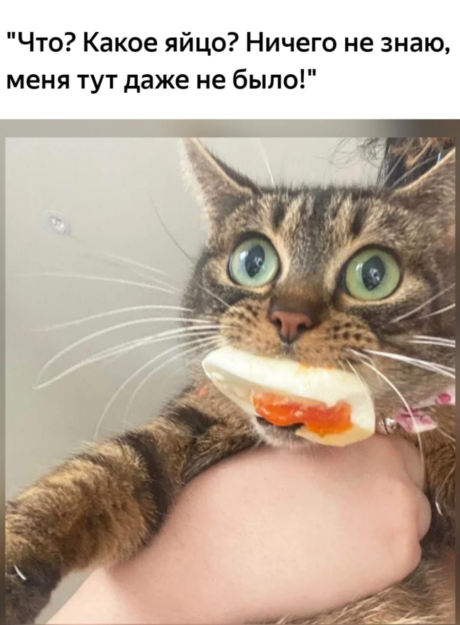 Что Какое яйцо Ничего не знаю меня тут даже не было