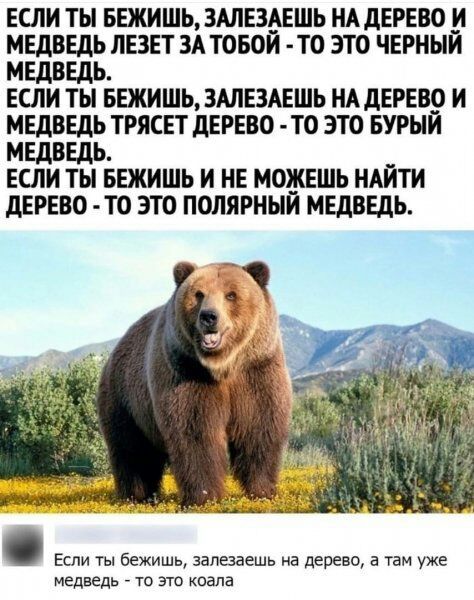 ЕСЛИ ТЫ БЕЖИШЬ ЗАЛЕЗАЕШЬ НА ДЕРЕВО И МЕДВЕДЬ ЛЕЗЕТ ЗА ТОБОЙ ТО ЭТО ЧЕРНЫЙ МЕДВЕДЬ ЕСЛИ ТЫ БЕЖИШЬ ЗАЛЕЗАЕШЬ НАДЕРЕВО И МЕДВЕДЬ ТРЯСЕТ ДЕРЕВО ТО ЭТО БУРЫЙ МЕДВЕДЬ ЕСЛИ ТЬ БЕЖИШЬ И НЕ МОЖЕШЬ НАЙТИ дЕРЕВО ТО ЭТО ПОЛЯРННИ МЕДВЕДЬ Если ты бежишь залезаешь на дерево 5 там уже медведь _ то это кпапа