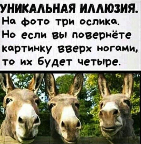 УНИКАЛЬНАЯ ИАМОЗИЯ На фото три ослики Но если вы поверНЁте картинку ВВеРХ ногами то их будет четыре