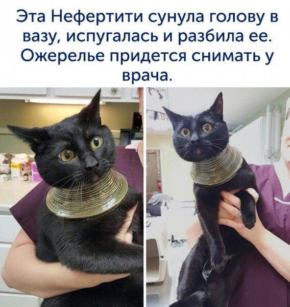 Эта Нефертити сунула голову в вазу испугалась и разбила ее Ожерелье придется снимать у