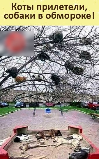 Коты прилетели собаки в обмороке