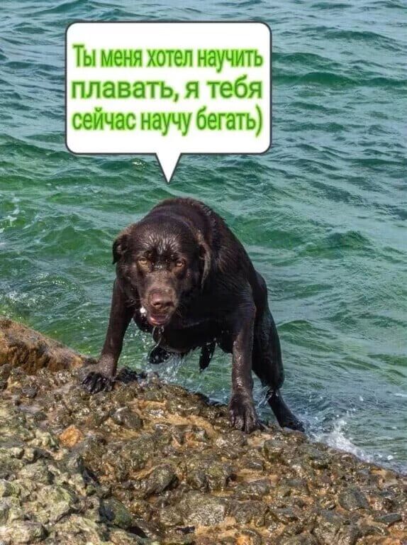 Ты меня хотел научить плавать я тебя сейчас научу бегать