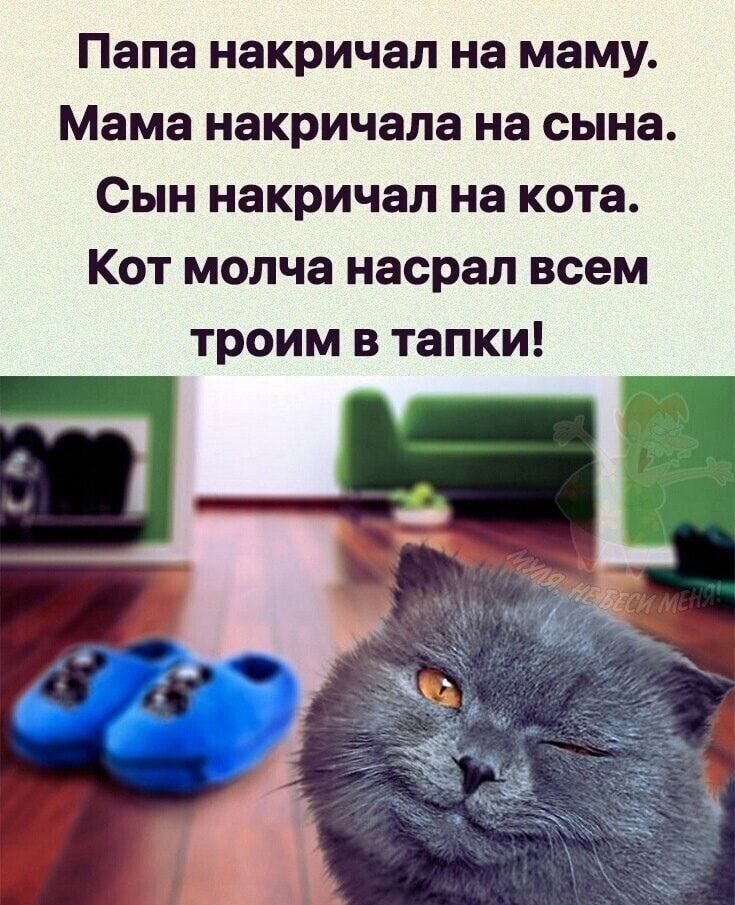 Папа накричал на маму Мама накричала на сына Сын накричал на кота Кот молча насрал всем троим в тапки