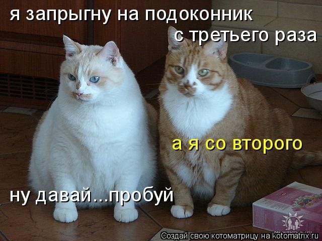 я запрыгну на подоконник ЗПР ьего раза