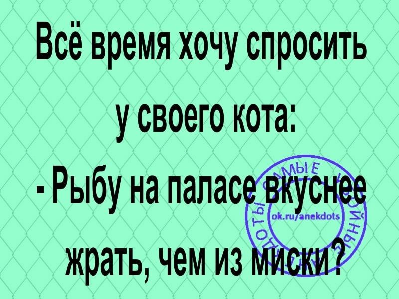 Всё время хочу спросить у своего кота