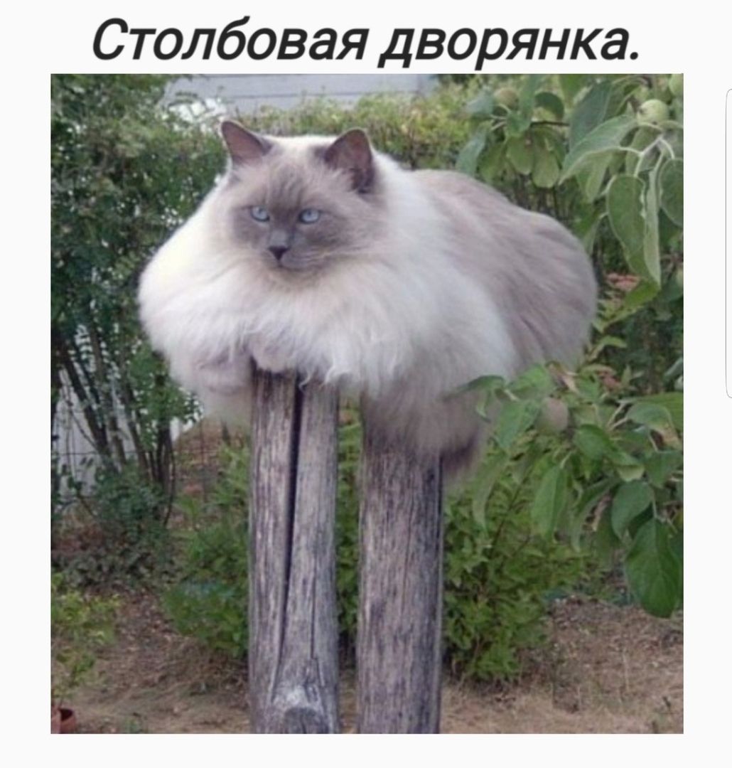 Столбовая дворянка. Б  т у »