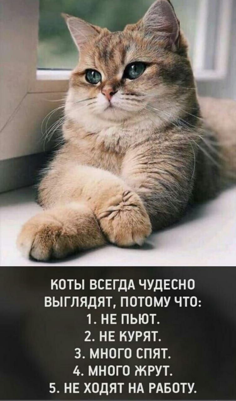 НОТЫ ВСЕГДА ЧУДЕСНО ВЫГЛЯДЯТ ПОТОМУ ЧТО 1 НЕ ПЬЮТ 2 НЕ НУРЯТ З МНОГО СПЯТ 4 МНОГО ЖРУТ 5 НЕ ХОДЯТ НА РАБОТУ