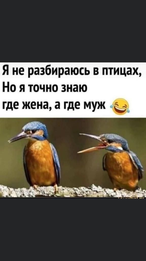 Я не разбираюсь в птицах Но я точно знаю где жена а где МУЖ