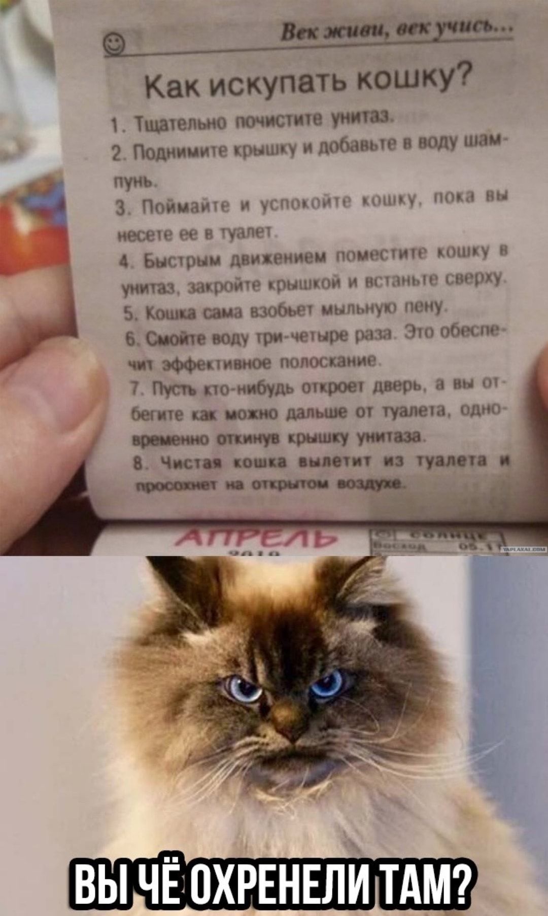 Как искупить кошку Тишелыю почистите 2 Поднимите крышку и добавые воду шаж пуиь 3 Пойнаитр и успшошг пишу иесече ее в чуапет Бнслрыи движениеи поместим шину унитаз закройт крышкои и витые сверху 5 Коши сама 1 мыльную пену 6 воду три чешре раза Эш обеспе чит эффективное полоскание 7 Пт по нибудь очкроеч дверь 3 вы бегите щ можно 01 туалет одно ц пвию крыш тт в Чисто копи сплотит туши ППМ НН