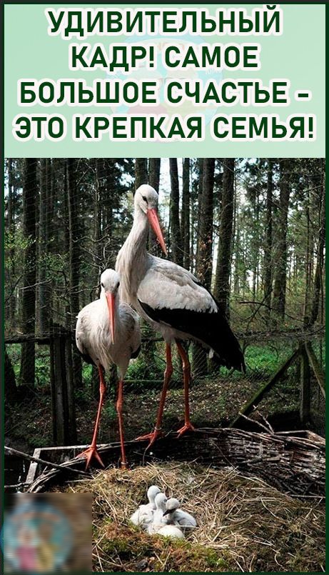 удивитыьный КАДР САМОЕ БОЛЬШОЕ СЧАСТЬЕ это КРЕПКАЯ СЕМЬЯ _ _ _ іЧ