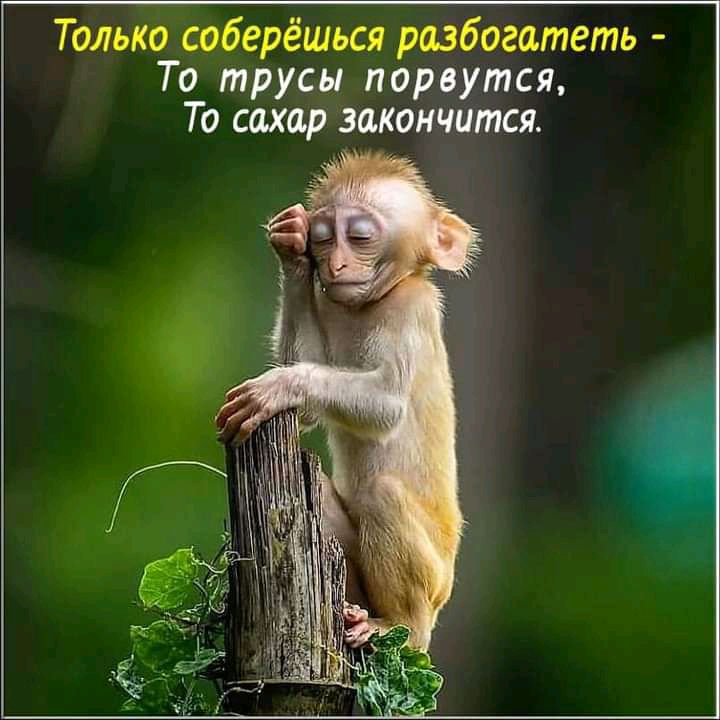 Только соберёшься разбогатеть То трусы порвутся То сахар закончится
