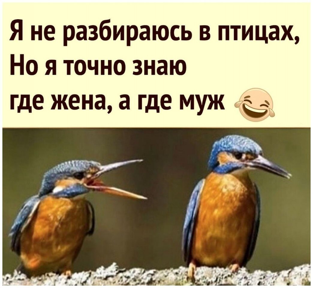 Я не разбираюсь в птицах Но я точно знаю где жена а где МУЖ