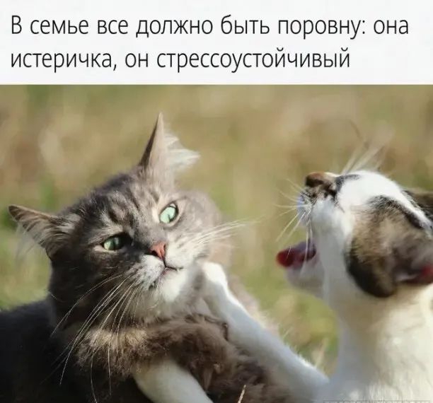 В семье все должно быть поровну она истеричка он стрессоустойчивый