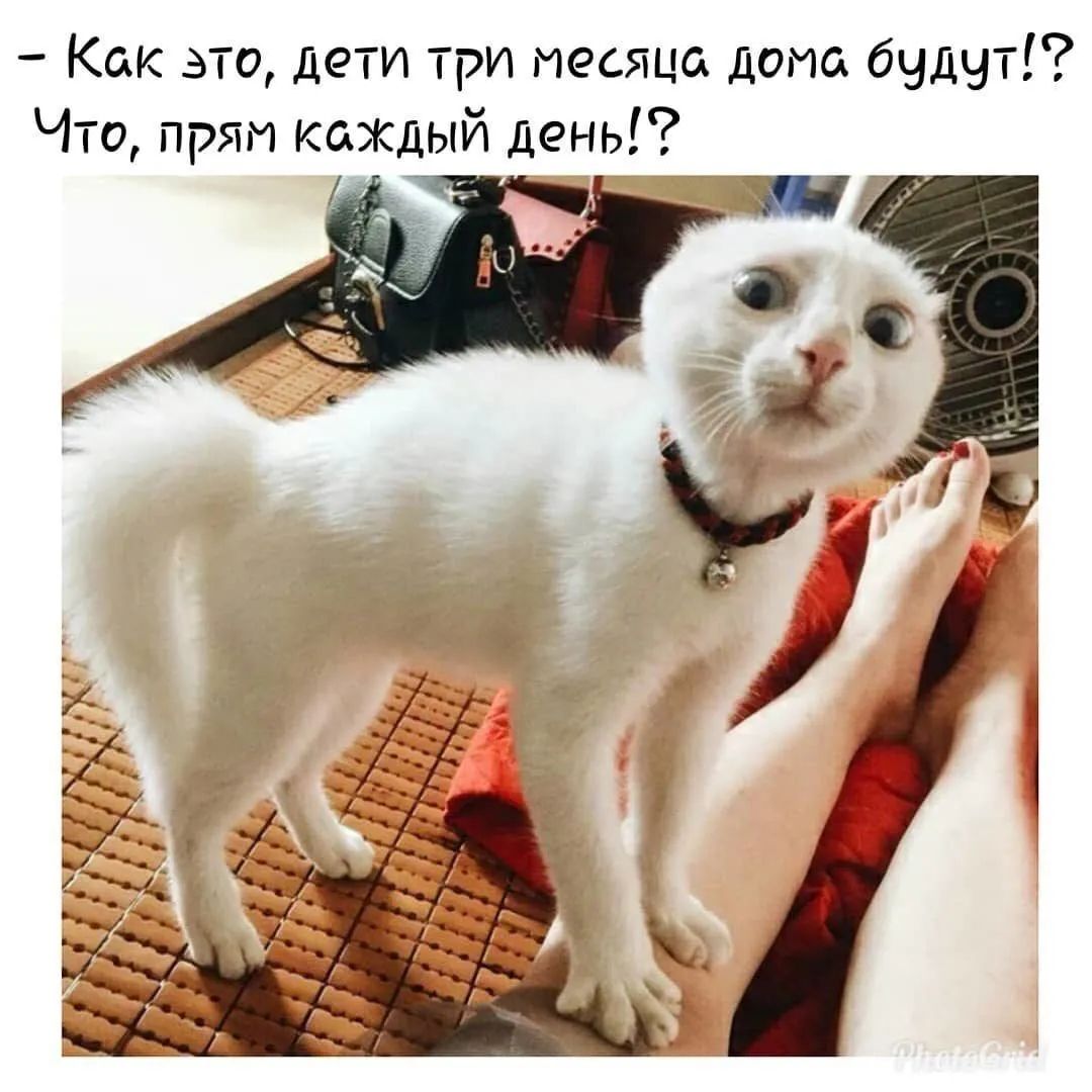 Как это дети три месяца дома бчдчт Что прям КаХДЫЙ день