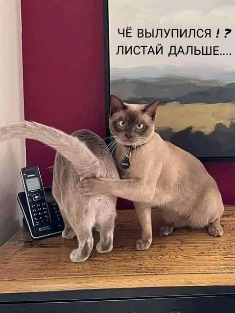 ЧЁ вылупился лисий ДАЛЬШЕ
