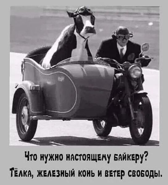 Что нужно настоящему вийквру Тёлки железный коиь и ВЕТЕР поводы