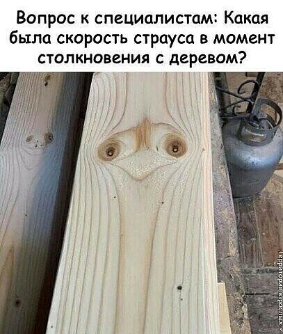 Вопрос к специалистам Какая была скорость страуса в момент СТОЛКНОВЕНИЯ С деревом