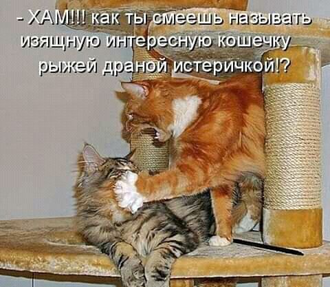 ушящгьуш Иг рыжэй др