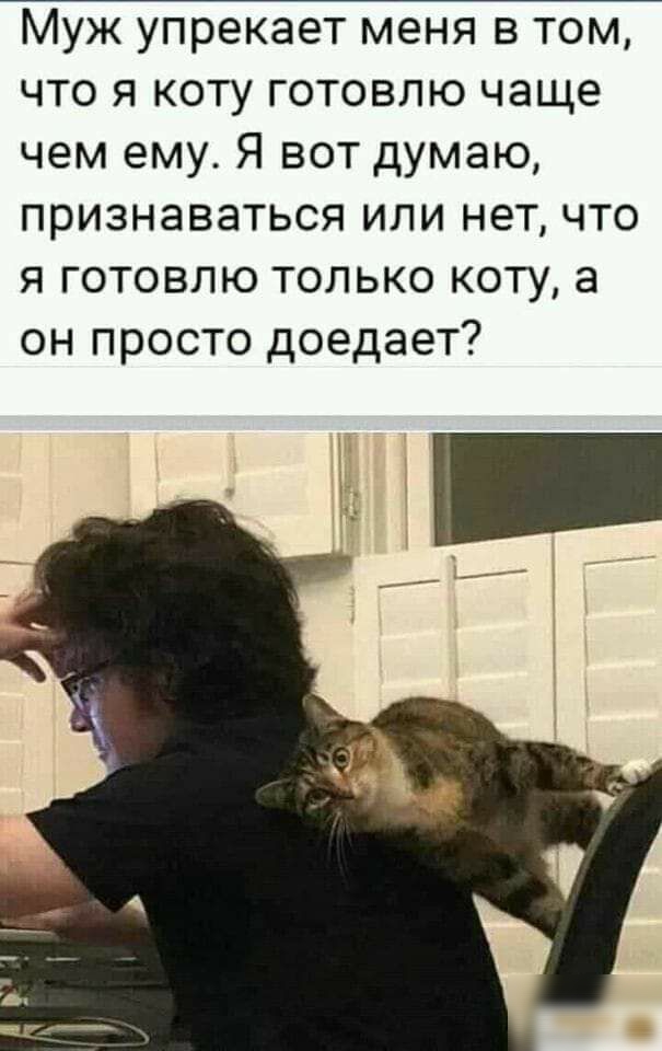 Муж упрекает меня в том что я коту готовлю чаще чем ему Я вот думаю признаваться или нет что я готовлю только коту а он просто доедает