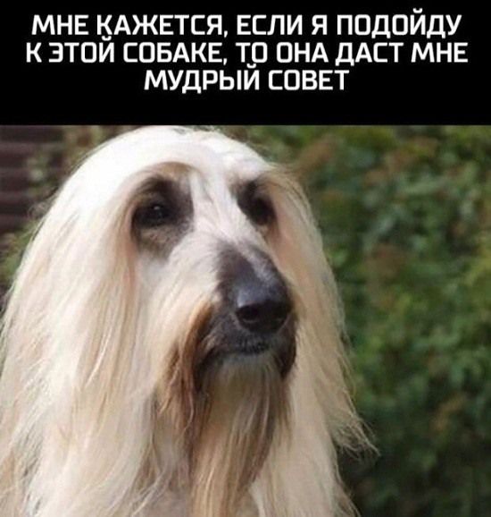 МНЕ АЖЕТСЯ ЕСЛИ Я ППДОЙДУ К ЗТОИ СОБАКЕ Т_О ОНА ДАЕТ МНЕ МУДРЫИ СОВЕТ