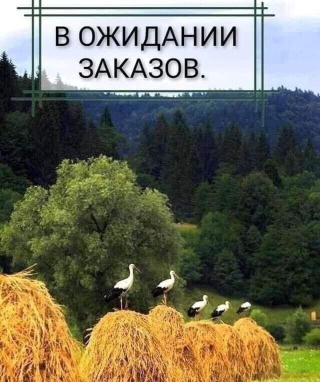 вожидАнии ЗАКАЗОВ тг г