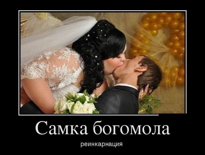 ____ __ Самка богомола реинкарнация
