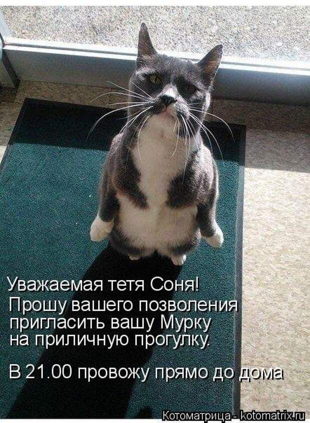 Уважаемая тетя Соня Прошу вашего позволени пригласить вашу Мурку на приличную прогулку _ Котоматаі Ьоютаігіх