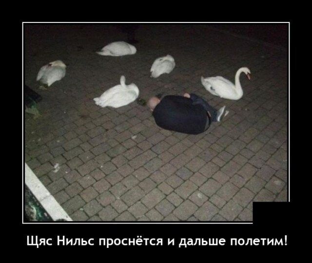 Щяс Нильс проснётся и дальше полетим