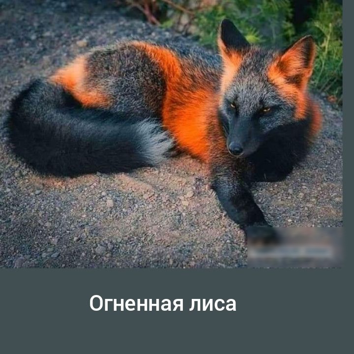 Огненная лиса