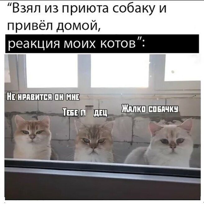 Взял из приюта собаку и привёл домой реакция моих котов