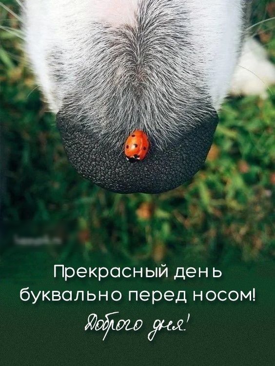Прекрасный ден ь буквально перед носом ЩурТуш дид
