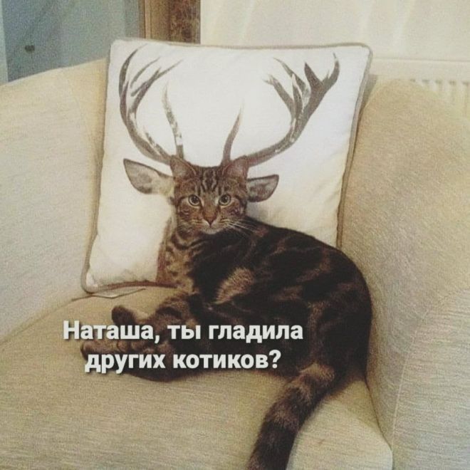 ша ты гладила др гих котиков