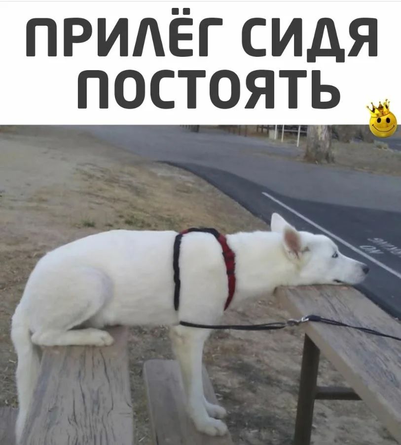 придёгсидя постоять