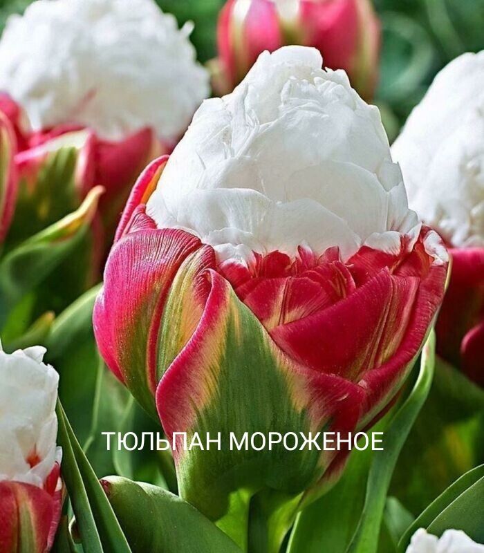 ТЮЛЬ НМОРОЖЕНОЕ 0 щ