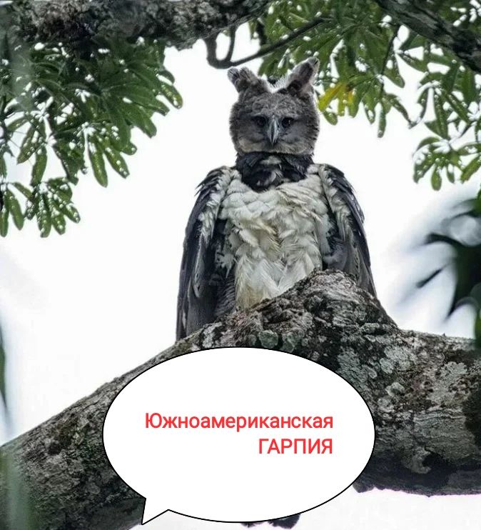 Южноамериканская гарпия
