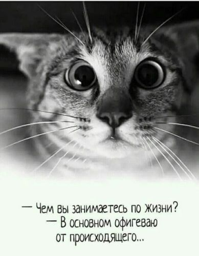 Чем вы занимаетесь по жизни _ В основном офигеваю от промходящего