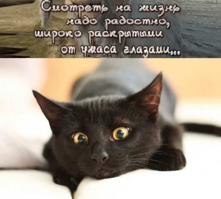 Сцдтреть на щьёнрг _ 3 дсЁдо Радостно щцРокрхРаскгщтшцц от ужаса гла аш