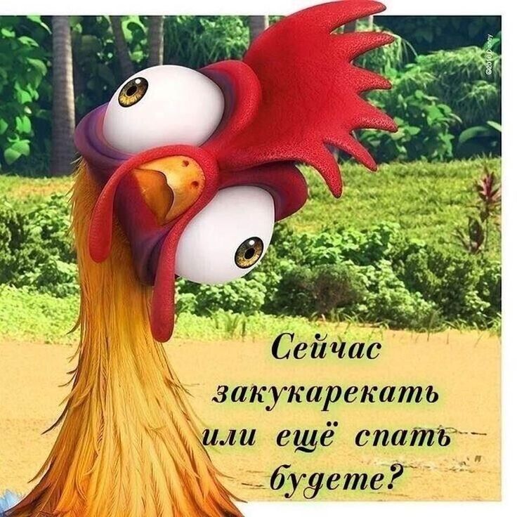 закукарекатъ или ещё спатът _дбу96те