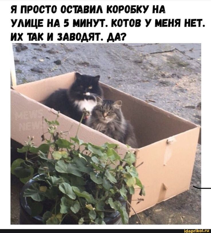 Я ПРОСТО ОСШВИА КОРОБКУ НА УЛИЦЕ НА 5 МИНУТ КОТОВ У МЕНЯ НЕТ НХ ШК И ЗАВОАЯТ АА