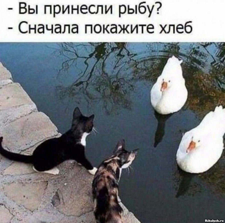 Вы принесли рыбу Сначала покажите хлеб