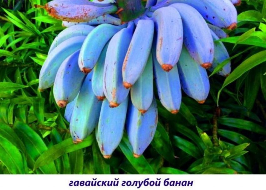 гавайский голубой банан