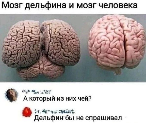Мозг дельфина и мозг человека А который из них чей імччнм дельфин бы не спрашивал