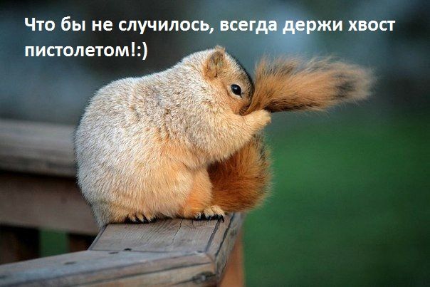Что бы не случилось все пистолетом ЖИ ХВОСТ