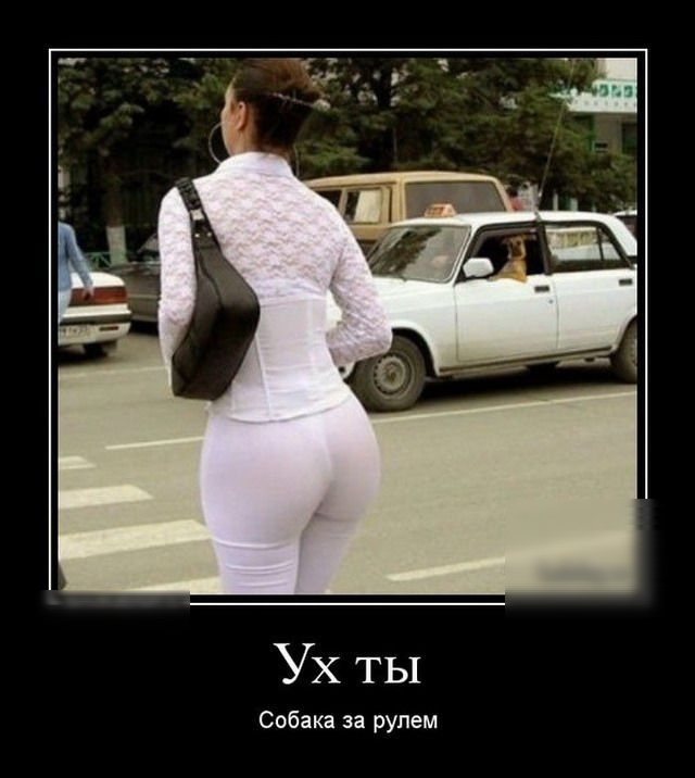 УХ ТЫ Собака за рулем